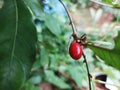 close up view of a micracle fruit , this fruit convert sour food in to sweet Royalty Free Stock Photo