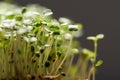 Close up view of microgreens isolated