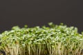 Close up view of microgreens isolated