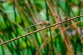 Close up view of a Migrant hawker or aeshna mixta dragonfly Royalty Free Stock Photo