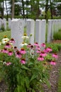 Close up View of Military Tombstones with Flowers in the Foreground Royalty Free Stock Photo