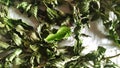 Close-up view of mint being dried in a bowl on a white tablecloth, with drying spices