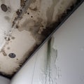 Close-up view of moldy corner of wall with water seeping through, showcasing presence of mold and moisture in building.