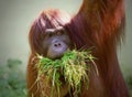 Close-up view of a monkey holding grass in its mouth Royalty Free Stock Photo