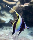 Close-up view of a Moorish idol