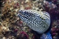 Close up view of a moray fish.