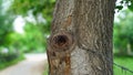 Close up view of Moringa or Drumstick tree trunk. Tropical tree with hard bark. Medicinal tree.