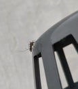 Close up view of mosquito sittig on a pipe Royalty Free Stock Photo