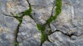 Moss Growing in Cracks of a Grey Rock Face Royalty Free Stock Photo