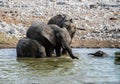 A close up view of a mother and baby elephants playing in the water at waterhole in the Etosha National Park in Namibia Royalty Free Stock Photo