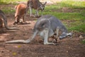 Close up view of mother kangaroo kissing her baby sitting in her pouch at Lone Koala Sanctuary