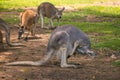 Close up view of mother kangaroo kissing her baby sitting in her pouch