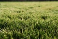 Close up view of the mown green grass at sunny daytime