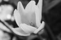 Close up view of multi-colored one-yellow  tulip flower in bloom in black and white. MAcro Royalty Free Stock Photo