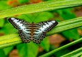 Close up view of multicolored butterfly with green black brown black and white pattern stay on leaf of plant in the forest of Royalty Free Stock Photo