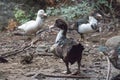 Close up of muscovy duckling at Cyprus village