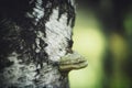 Close-up view of mushroom on the birch tree