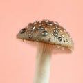 A close up view of a mushroom cap with water droplets on a pastel coral background