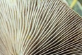 Close-up view of mushroom gills, linear patterns in soft creamy tones, copy space Royalty Free Stock Photo