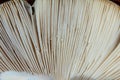 Close-up view of mushroom gills, linear patterns in soft creamy tones, copy space Royalty Free Stock Photo