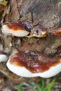 Close-up view of a mushroom growing on a tree trunk. Royalty Free Stock Photo