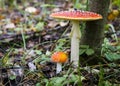 Mushrooms Fly Agaric in the forest under a tree Royalty Free Stock Photo