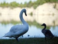 Close-up view of a mute swan perching by the water with her baby Royalty Free Stock Photo