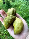 Close up view of nam-nam fruit. Sour fruit Royalty Free Stock Photo