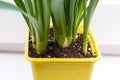 Close up view of narcissus potted bulbs, growing bulb spring flowers, gardening concept