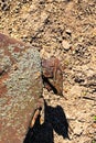 Close-up view of narrow neck of old smashed rusty jerrican. Old rusty metal surface with moss of jerrican on the ground. Rust