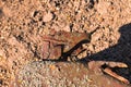 Close-up view of narrow neck of old smashed rusty jerrican. Old rusty metal surface with moss of jerrican on the ground. Rust