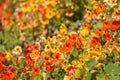 Close up view of Nasturtium flower plants used for decoration purpose Royalty Free Stock Photo