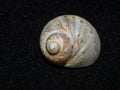 A Natica tecta shell found at Jeffrey`s Bay Royalty Free Stock Photo