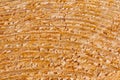 Close up view on a natural timber texture