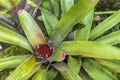 Close up view of Neoregelia Spectabilis tropical flower.