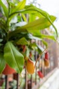 Close-up view of the Nepenthes, it is a beautiful tropical pitcher plant variety Royalty Free Stock Photo