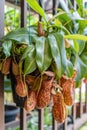 Close-up view of the Nepenthes Gaya. It is a beautiful tropical pitcher plant variety Royalty Free Stock Photo