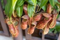 Close-up view of the Nepenthes Gaya. It is a beautiful tropical pitcher plant variety Royalty Free Stock Photo