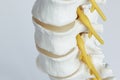 Close-up view of nerve exiting from lumbar spine model Royalty Free Stock Photo