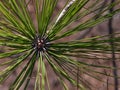 Close-up view of the new green shoots of a Canary Island pine tree in Tamadaba Natural Park in the mountains of Gran Canaria. Royalty Free Stock Photo