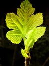 New white fig tree leaves Royalty Free Stock Photo