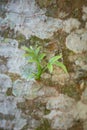 close-up of new leaves grow from a tree bark