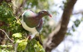 Close-up view of a New Zealand pigeon Royalty Free Stock Photo