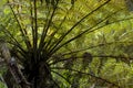 Close up view of a New Zealand tree fern, with outstretched branches Royalty Free Stock Photo