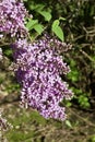 Close up view of newly blossoming pink Chinese lilac flowers and buds Royalty Free Stock Photo