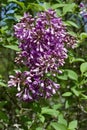 Close up view of newly blossoming pink Chinese lilac flowers and buds Royalty Free Stock Photo
