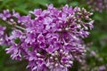 Close up view of newly blossoming pink Chinese lilac flowers and buds Royalty Free Stock Photo