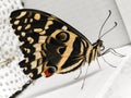 Newly emerged Citrus Swallowtail butterfly. Royalty Free Stock Photo