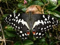 Newly emerged Citrus Swallowtail butterfly showing warning eye spots.