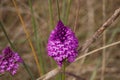Bright Cone Shape Purple Flower Close Up